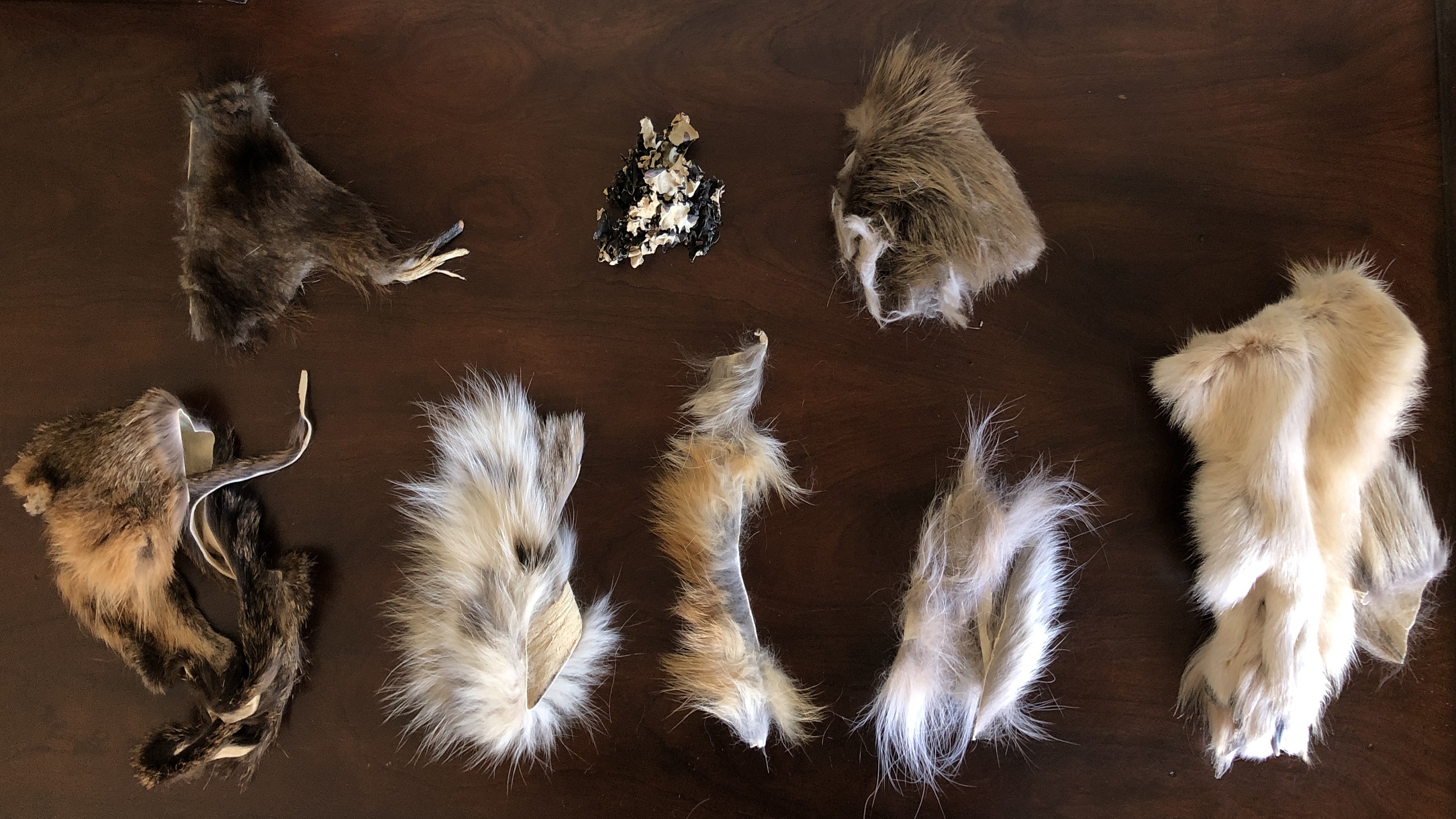 地衣（上中）样品以及驯鹿可能遇到的掠食性和非掠食性动物的皮毛